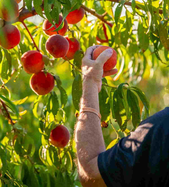 Lush mouthwatering Bennett Peaches hang abundantly from meticulously manicured trees. 